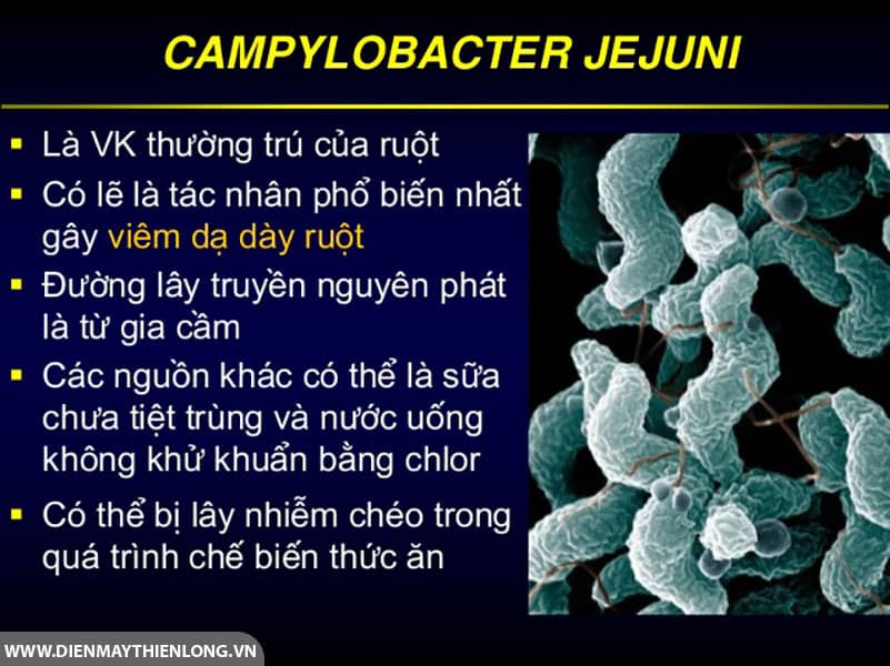 vi-khuan-campylobacter-jejuni-trong-thuc-pham